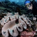 scorpionfish_tasseled_bb_lc_h_0152_kom1469.jpg